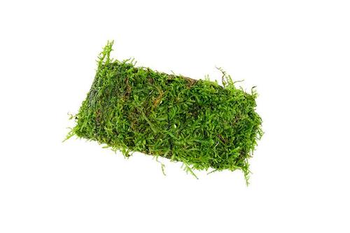 Christmas Moss attached to Coconut Shell Bridge