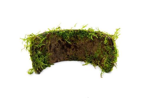 Christmas Moss attached to Coconut Shell Bridge