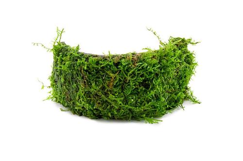 Christmas Moss attached to Coconut Shell Bridge