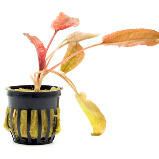 Cryptocoryne Pink Flamingo