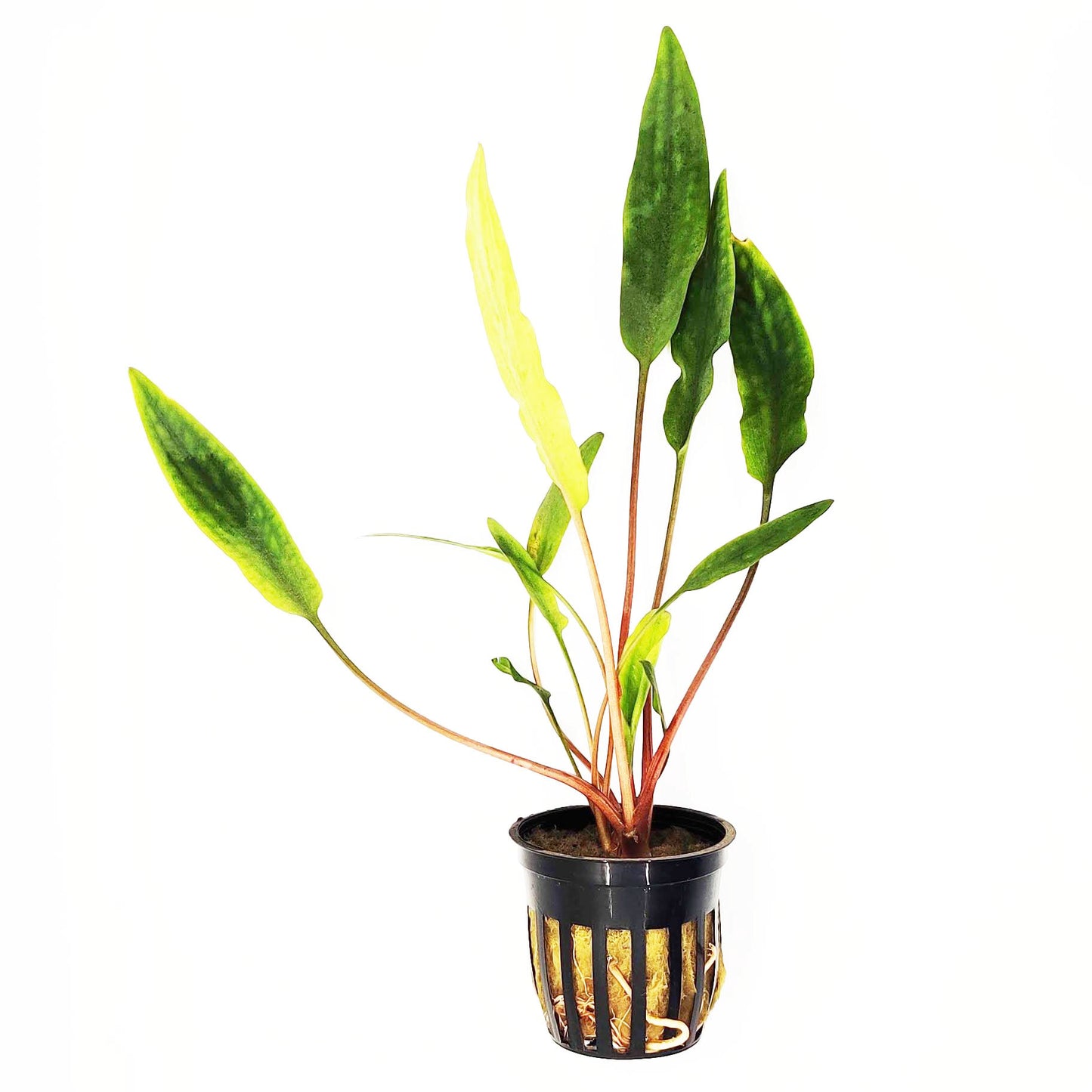 Cryptocoryne Lutea