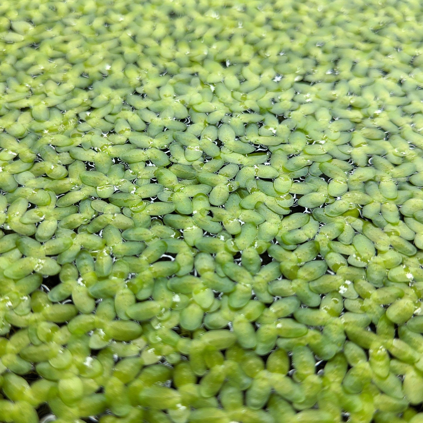 Duckweed