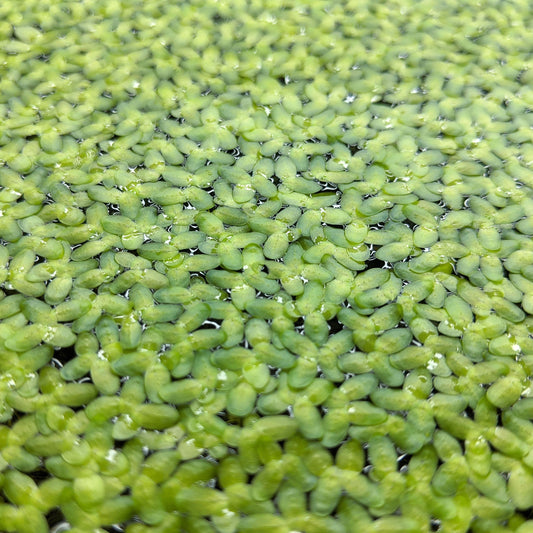 Duckweed