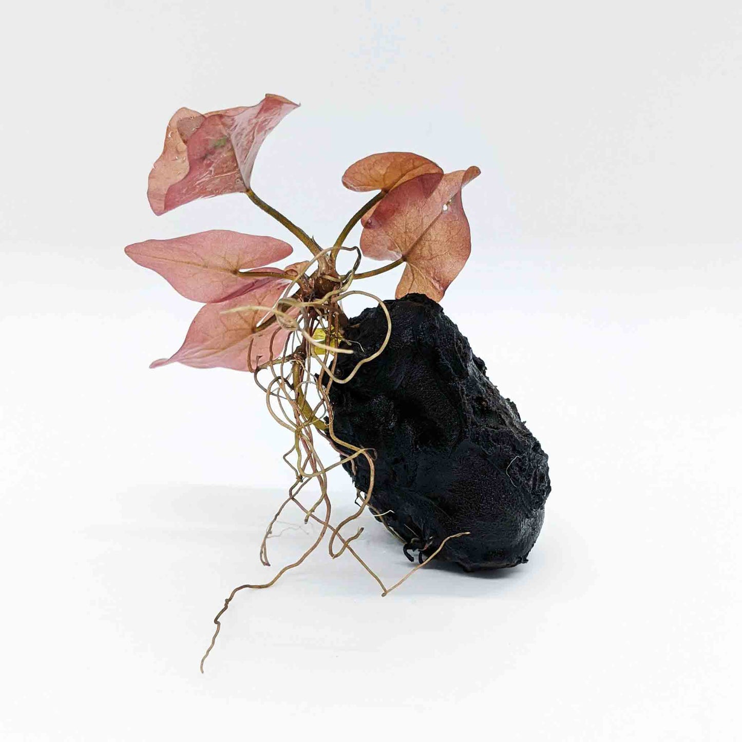 Dwarf Aquarium Lily (Bulb Only)