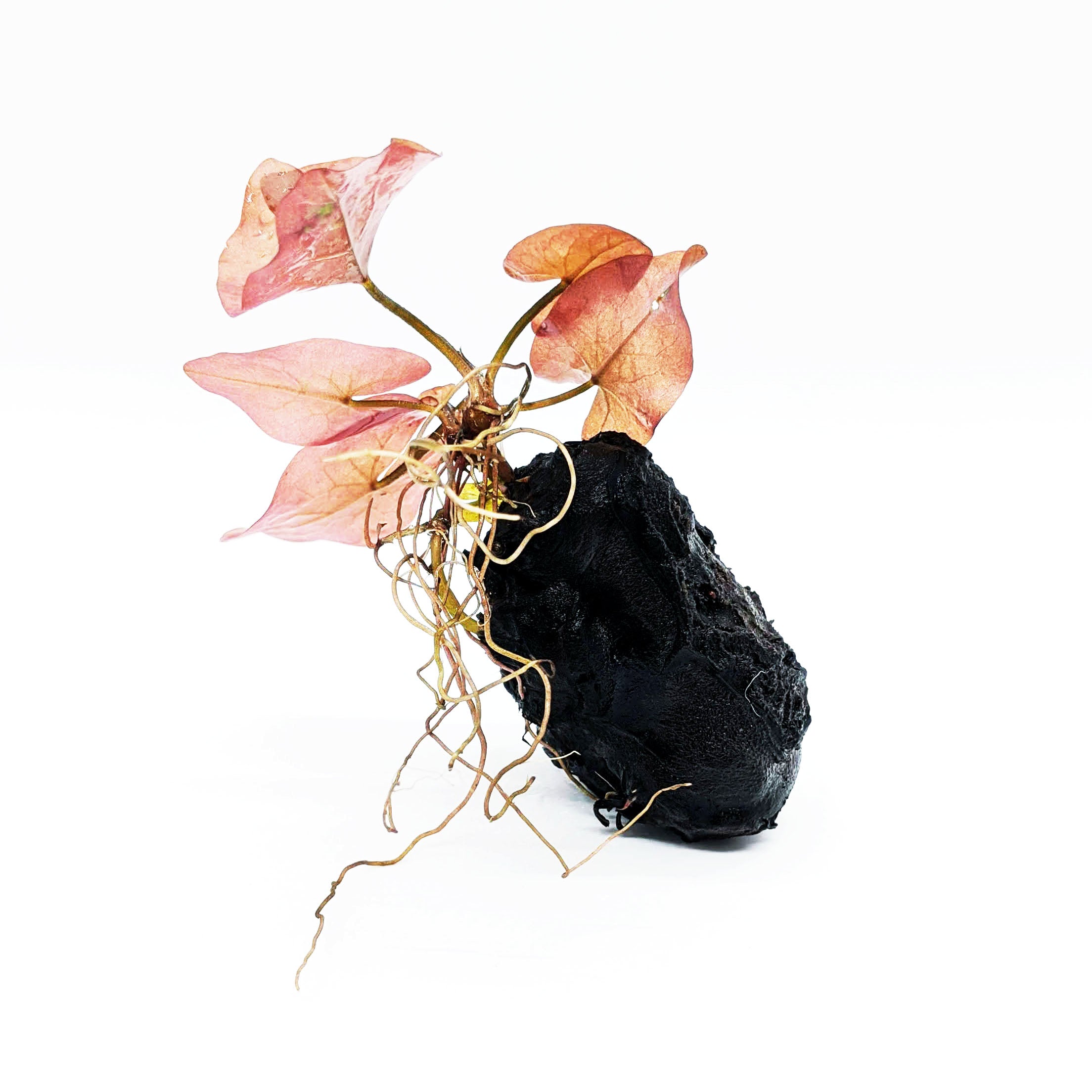 potted aquarium plants for sale Dwarf Aquarium Lily | Aquarium Plants