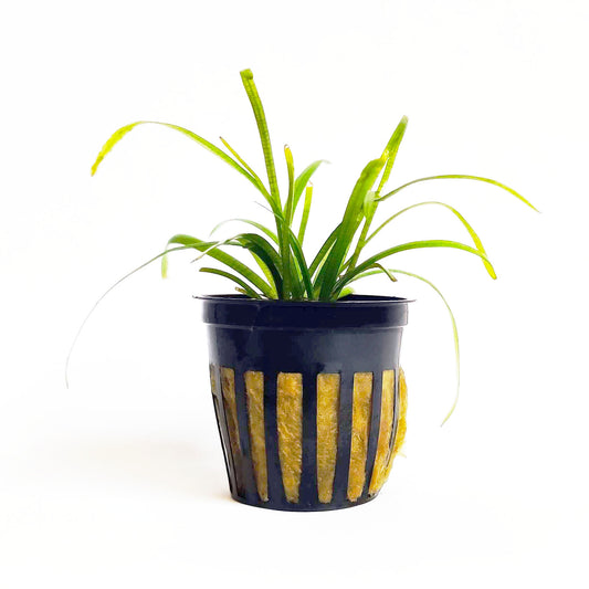 Dwarf Sagittaria
