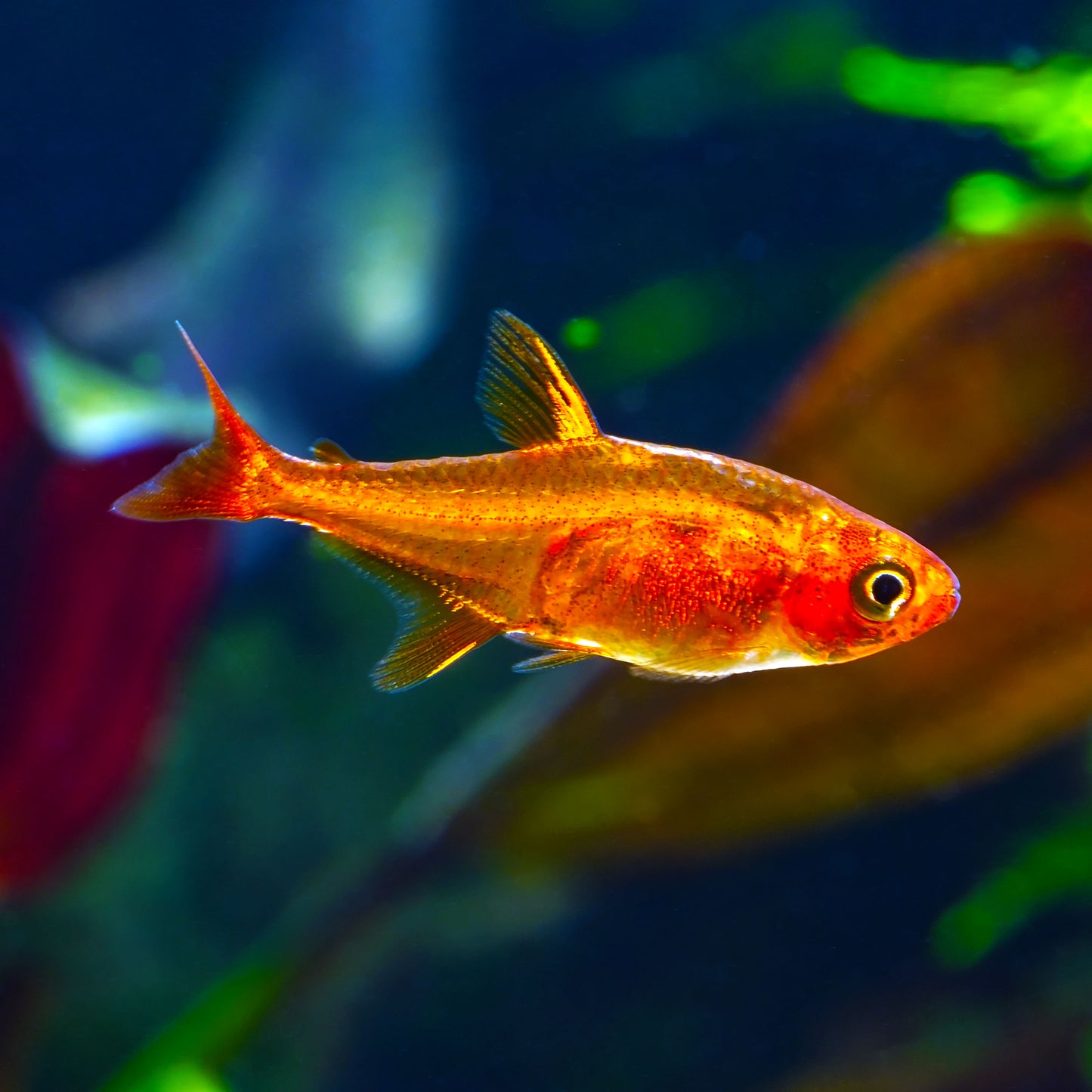 Ember Tetra (Tank-Bred)