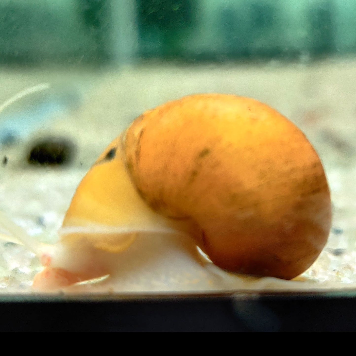 Gold Mystery Snail