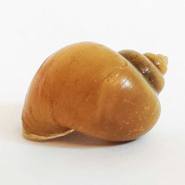 Gold Mystery Snail