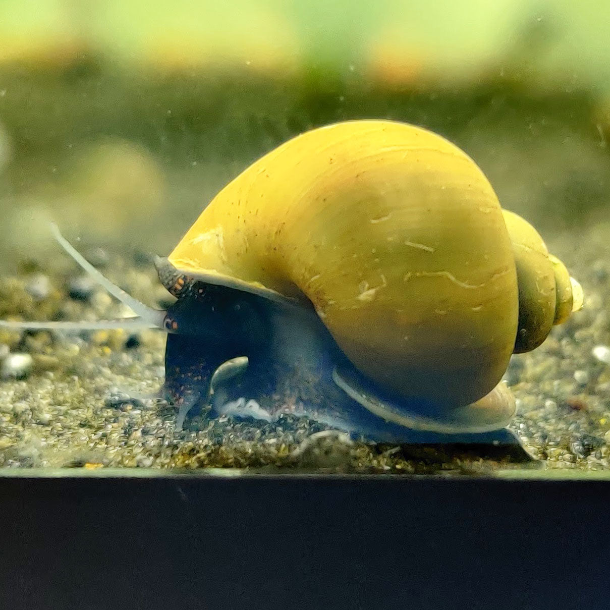 Green Mystery Snail