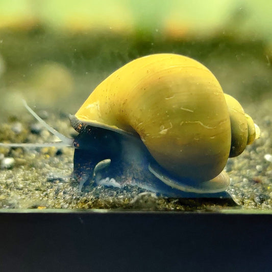 Green Mystery Snail
