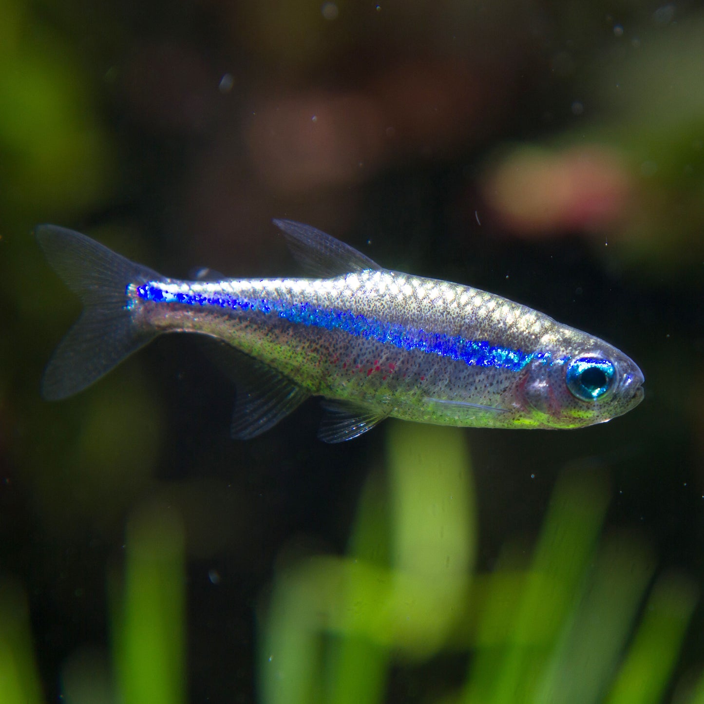 Green Neon Tetra (Tank-Bred)