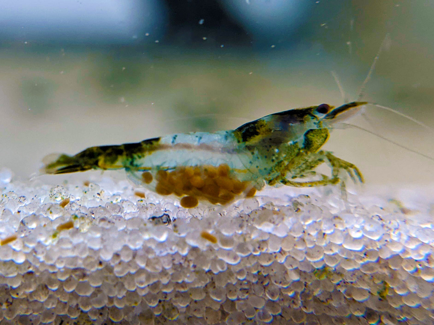 Green Rili Shrimp