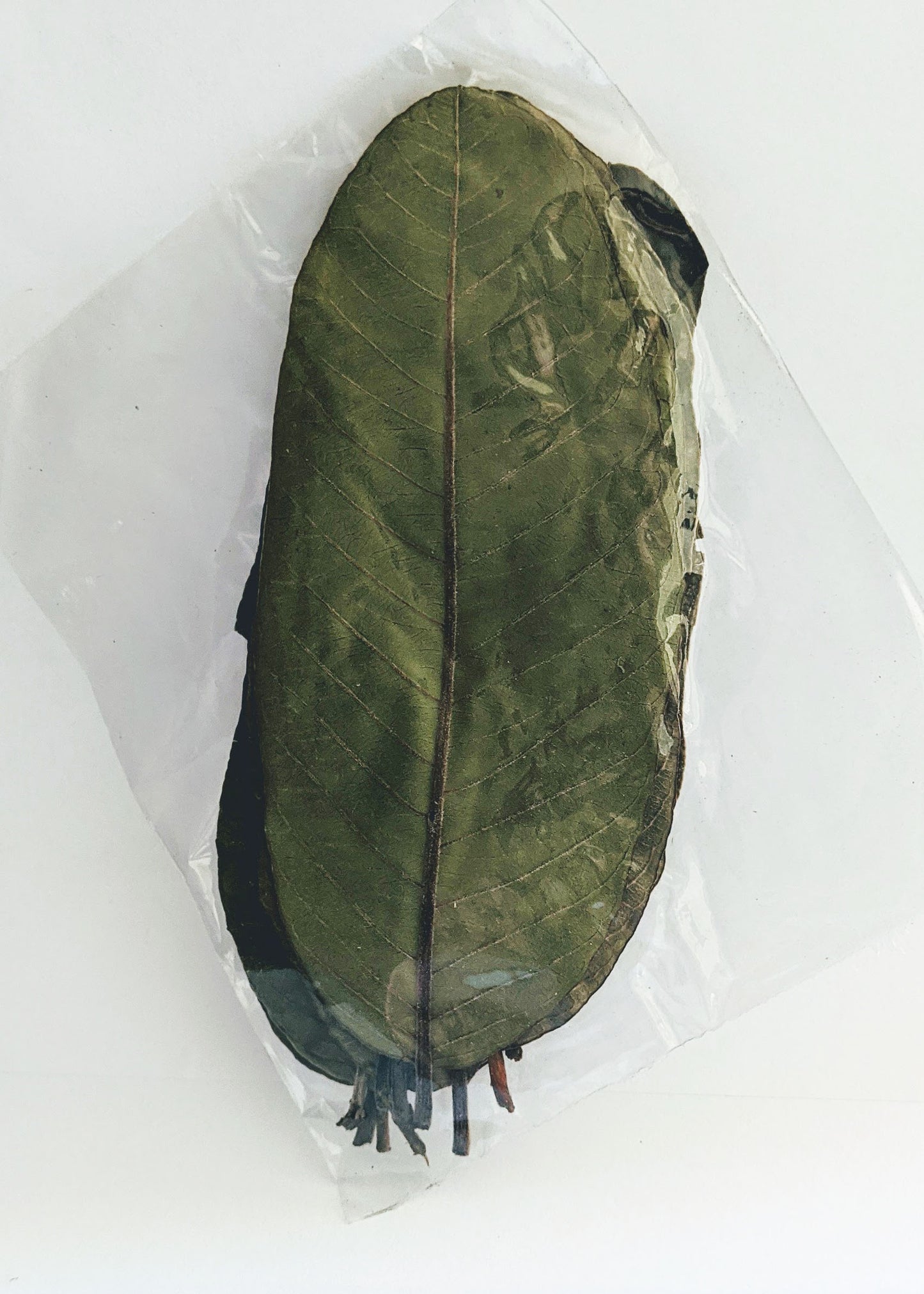 10 Guava Leaves