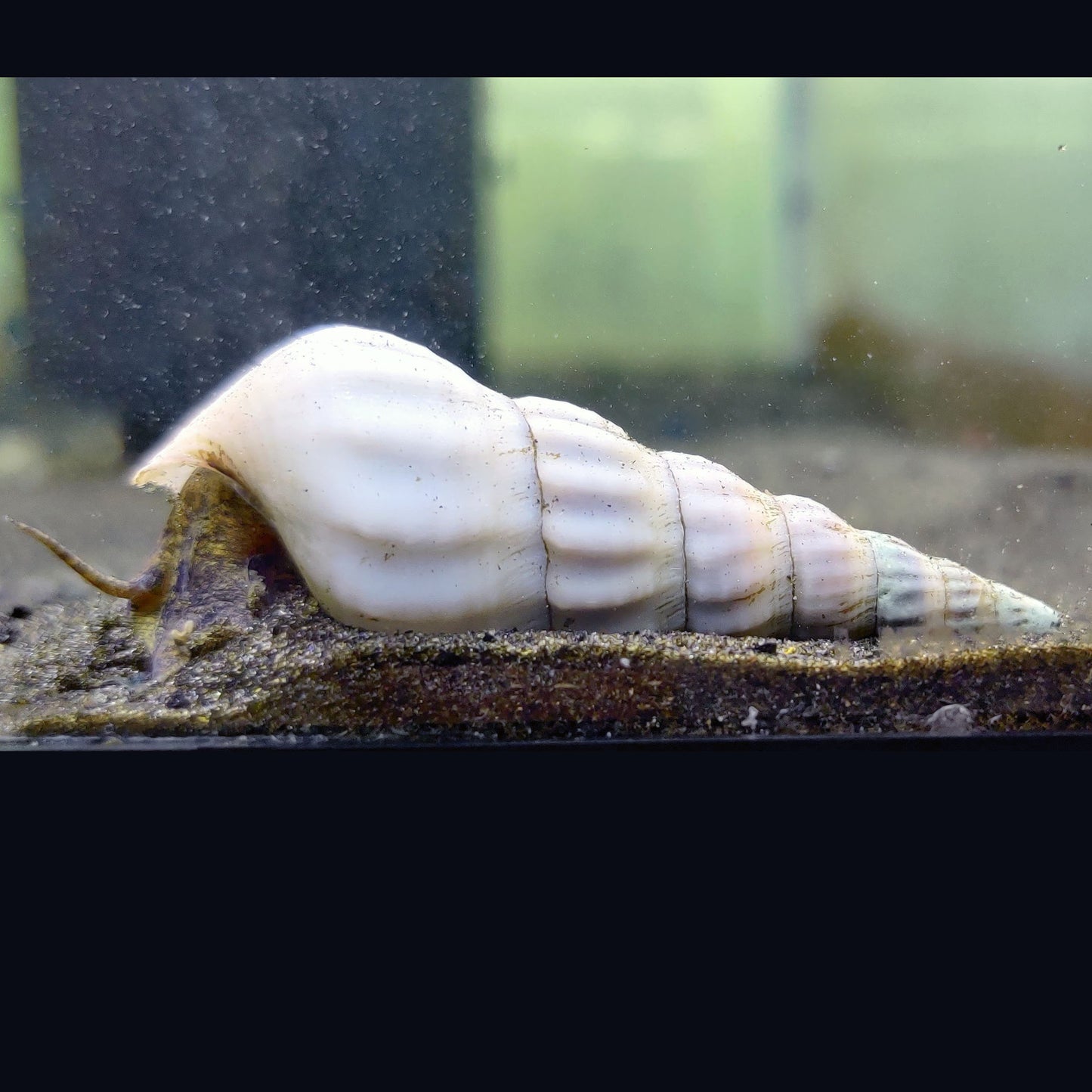 Hercules Snail