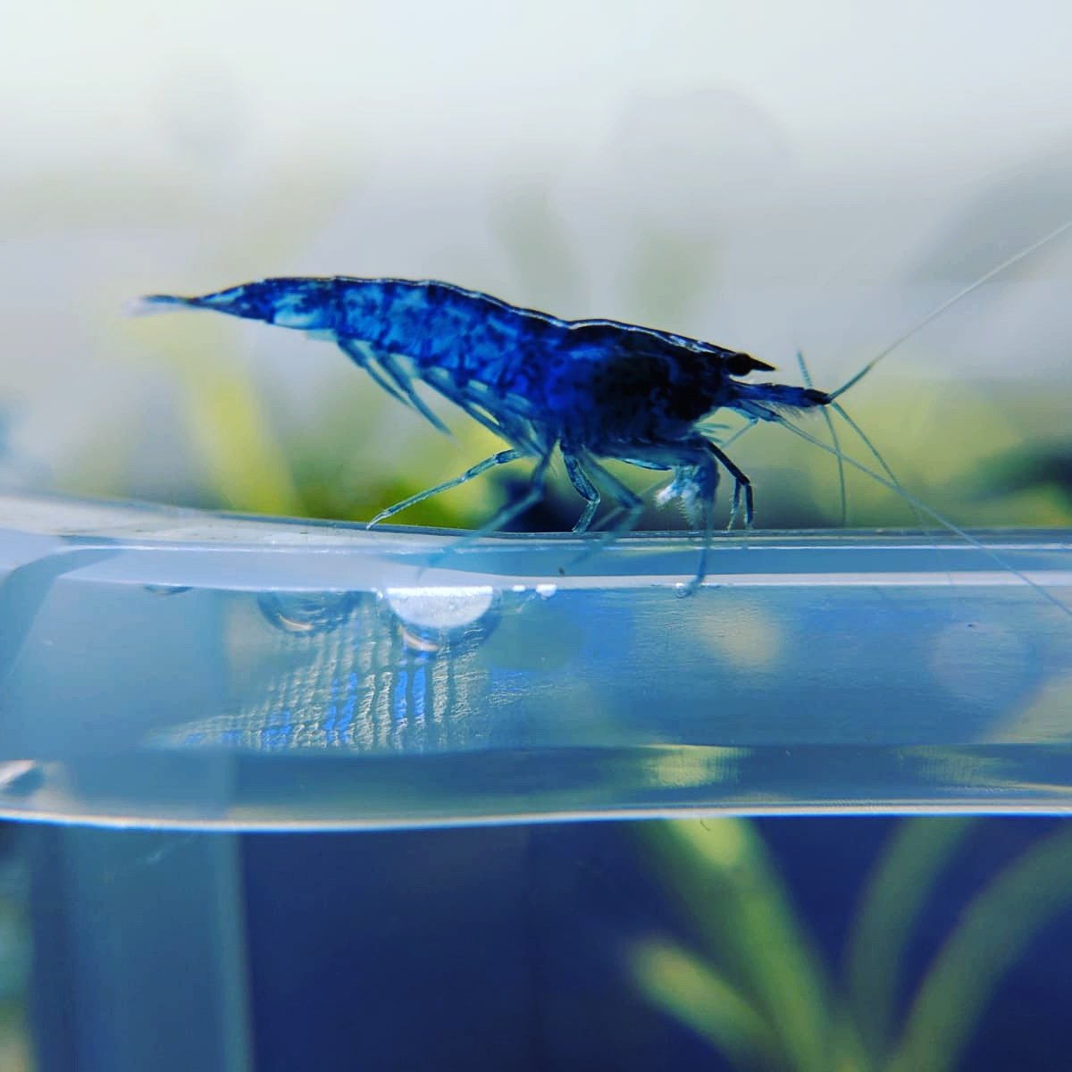 Neocaridina Skittle Pack (10 Shrimps) - shrimpy-business