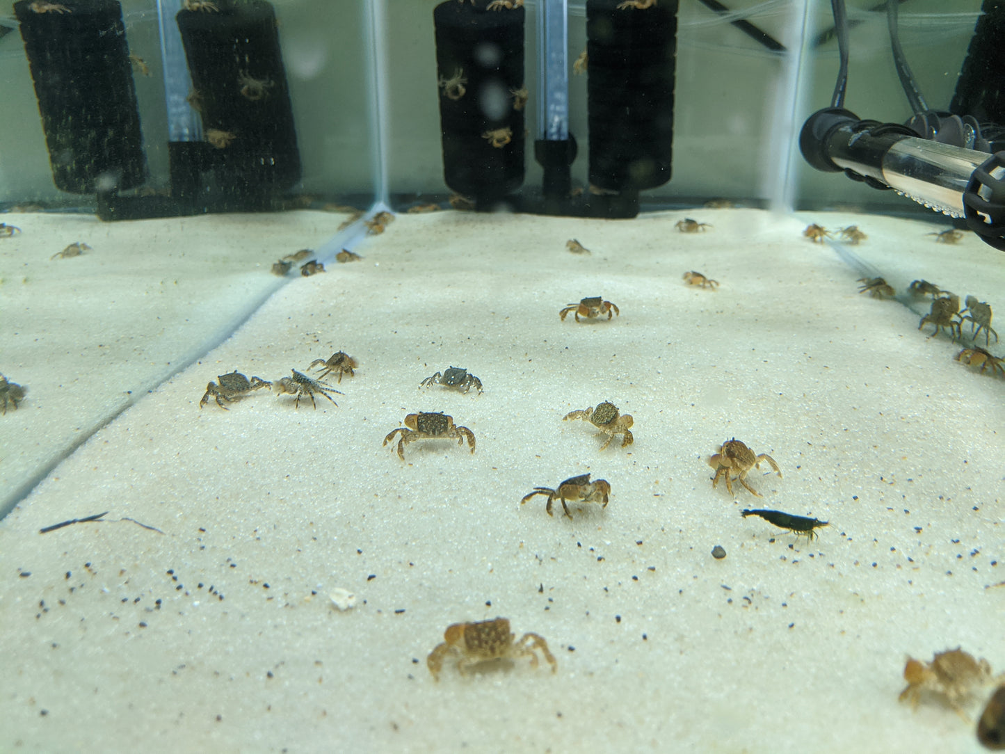 Pom pom freshwater crab.