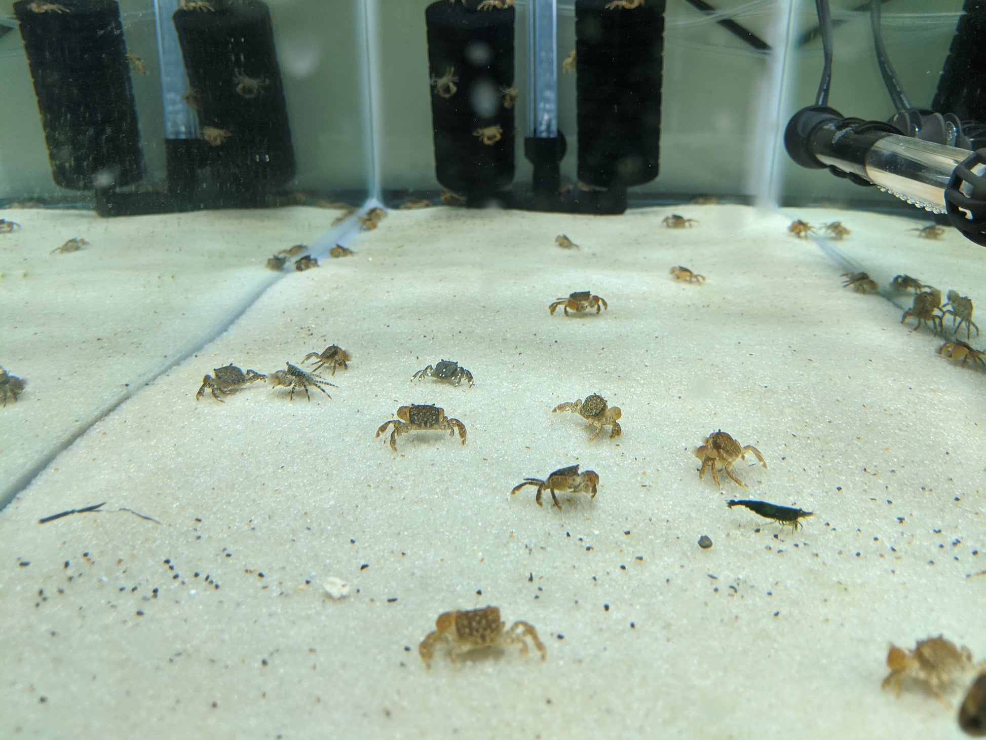 Pom pom freshwater crab.