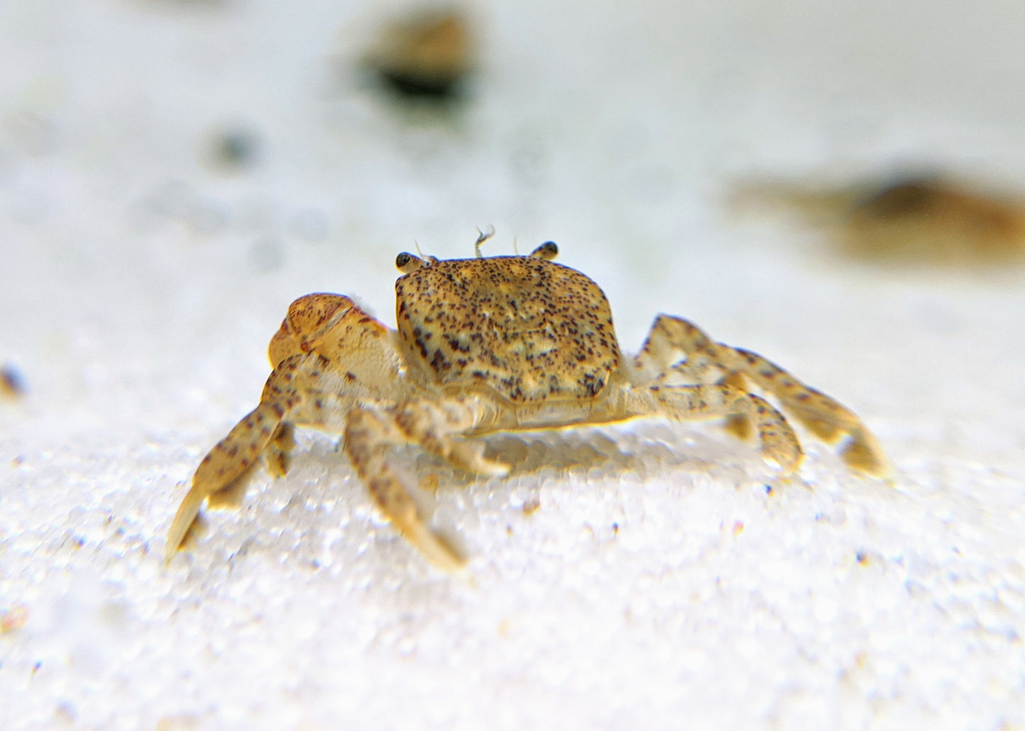 Buy pom pom crab today!