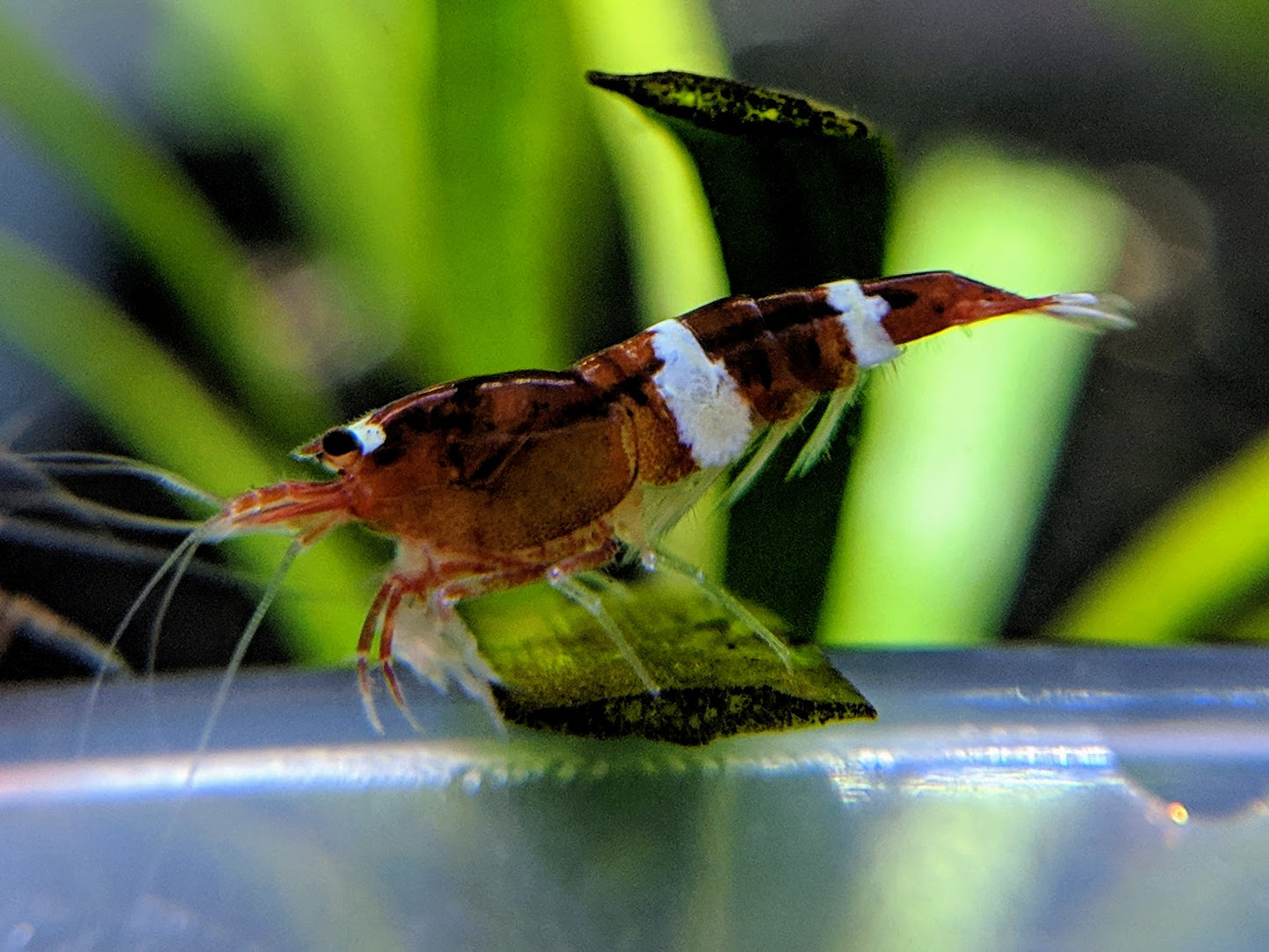 Red King Kong / Panda Shrimp - shrimpy-business