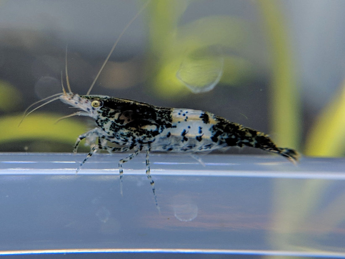 Carbon Rili Shrimps - shrimpy-business