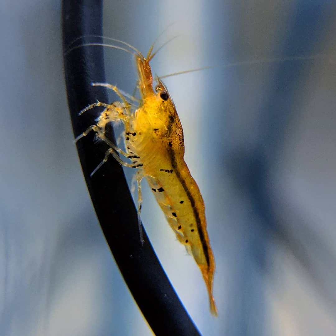 Tangerine Tiger Shrimp - shrimpy-business