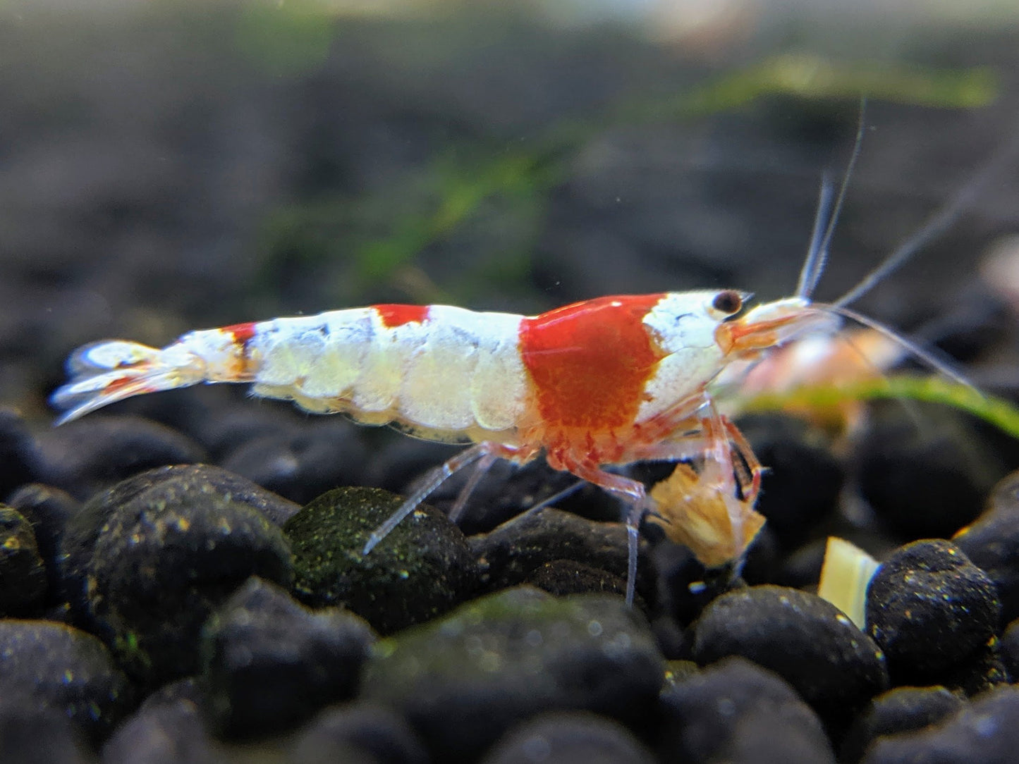 Crystal Shrimp Golden Bee Trio Pack (12 Shrimps) - shrimpy-business