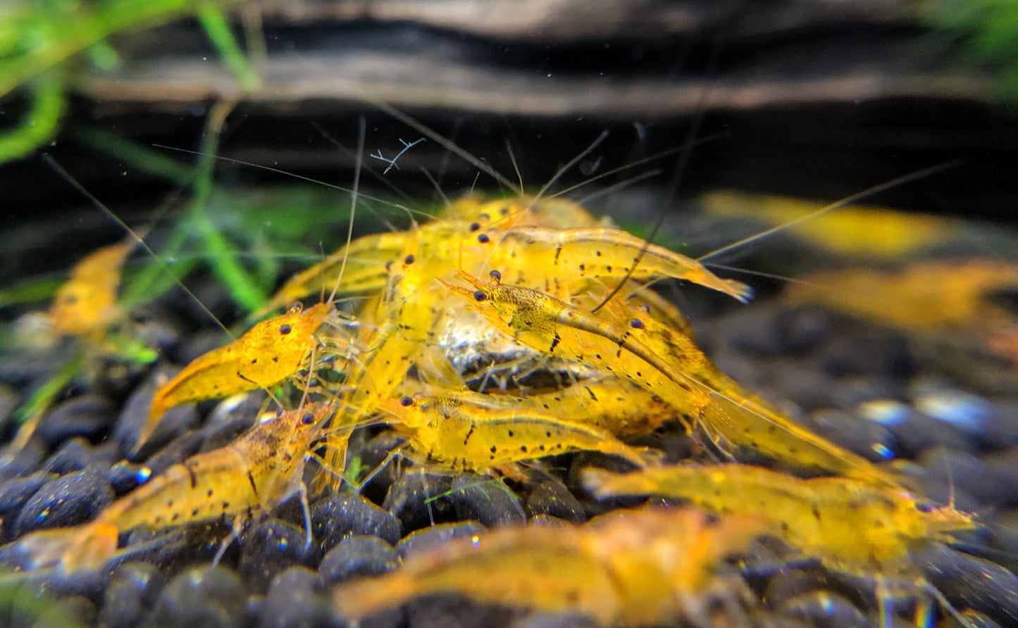 Tangerine Tiger Shrimp - shrimpy-business