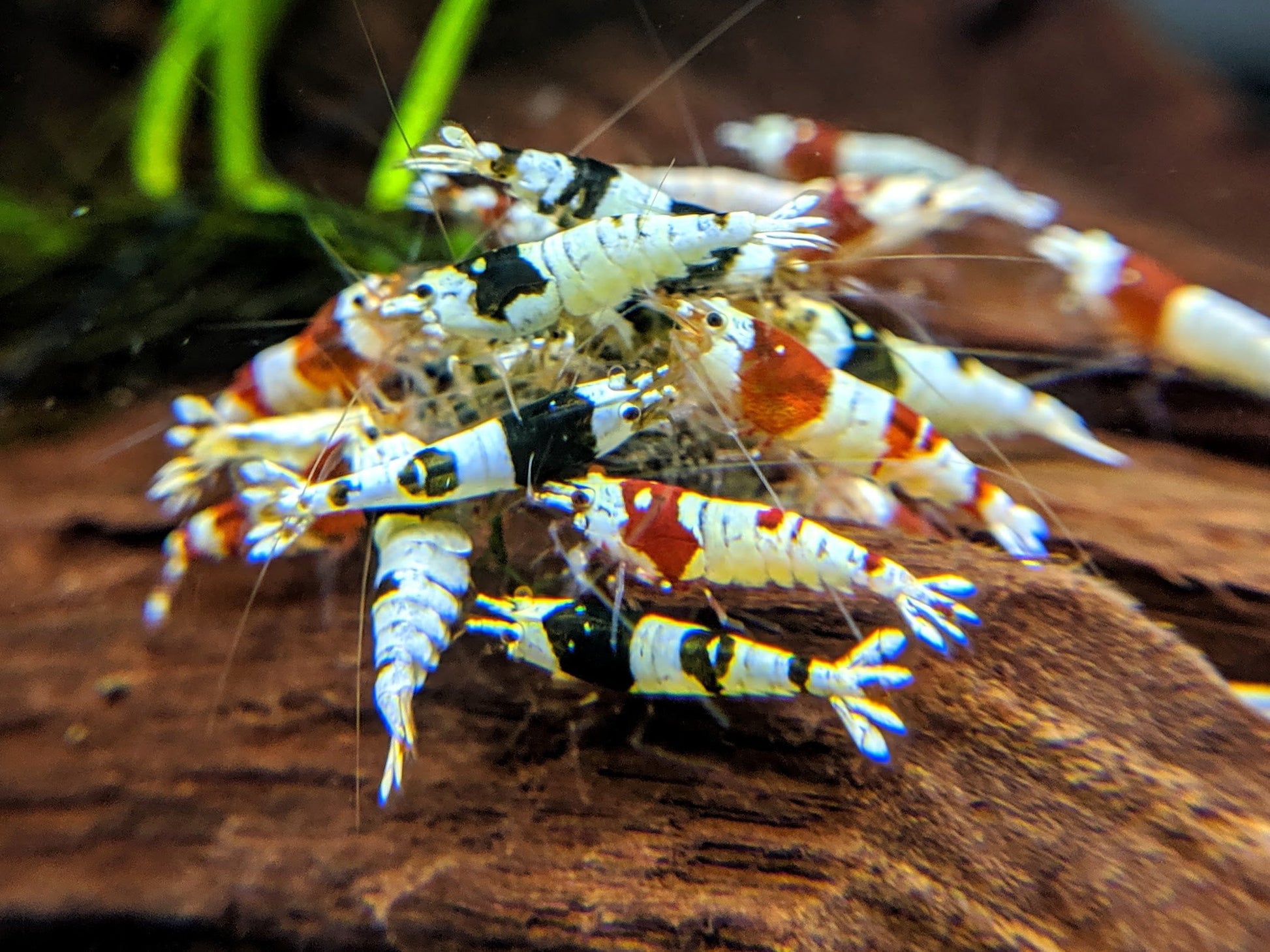 Crystal Shrimp Golden Bee Trio Pack (12 Shrimps) - shrimpy-business