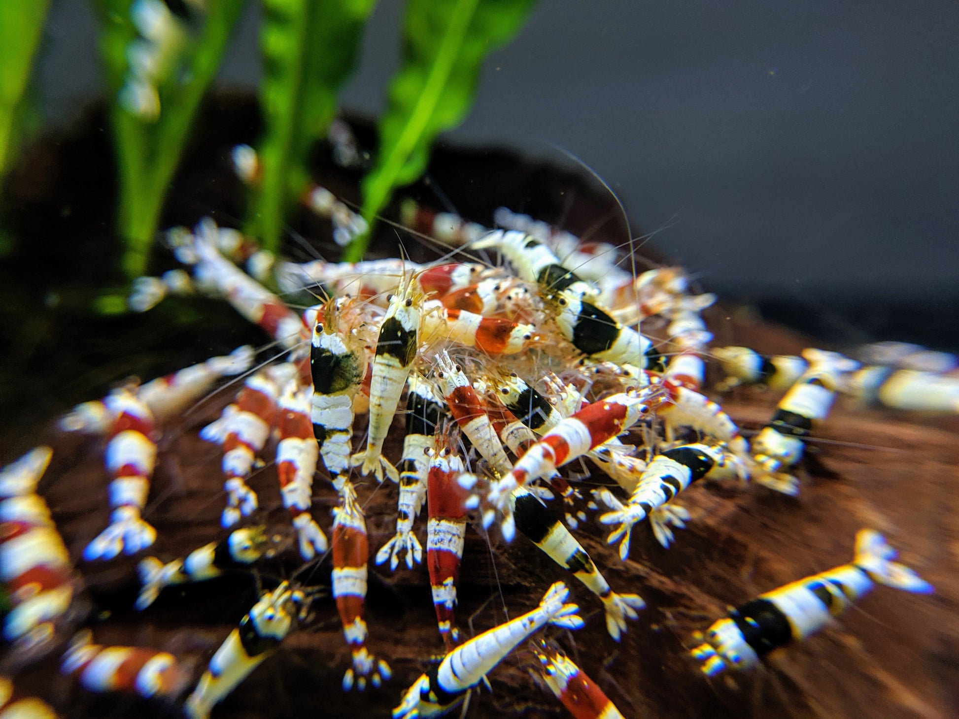Crystal Shrimp Golden Bee Trio Pack (12 Shrimps) - shrimpy-business