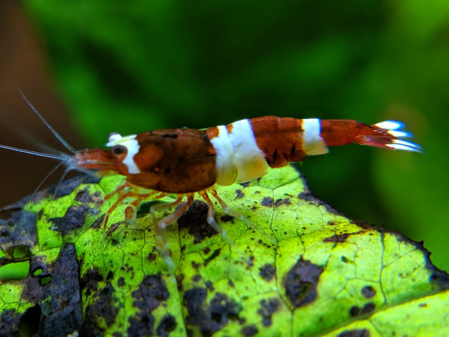 Red King Kong / Panda Shrimp - shrimpy-business