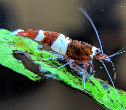 Red King Kong / Panda Shrimp - shrimpy-business