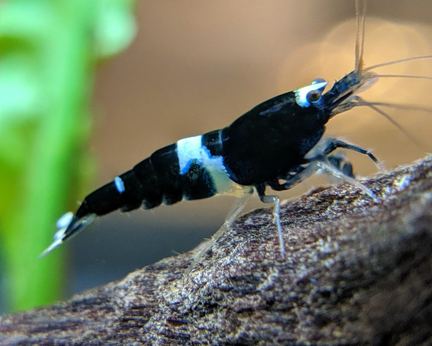 Black King Kong / Panda Shrimp Mix - shrimpy-business