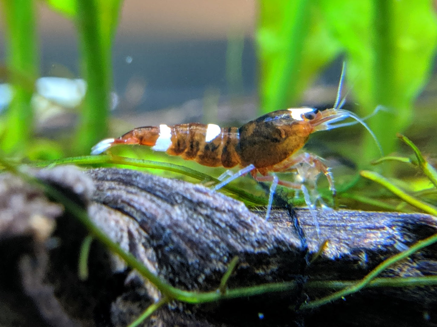 Red King Kong / Panda Shrimp - shrimpy-business