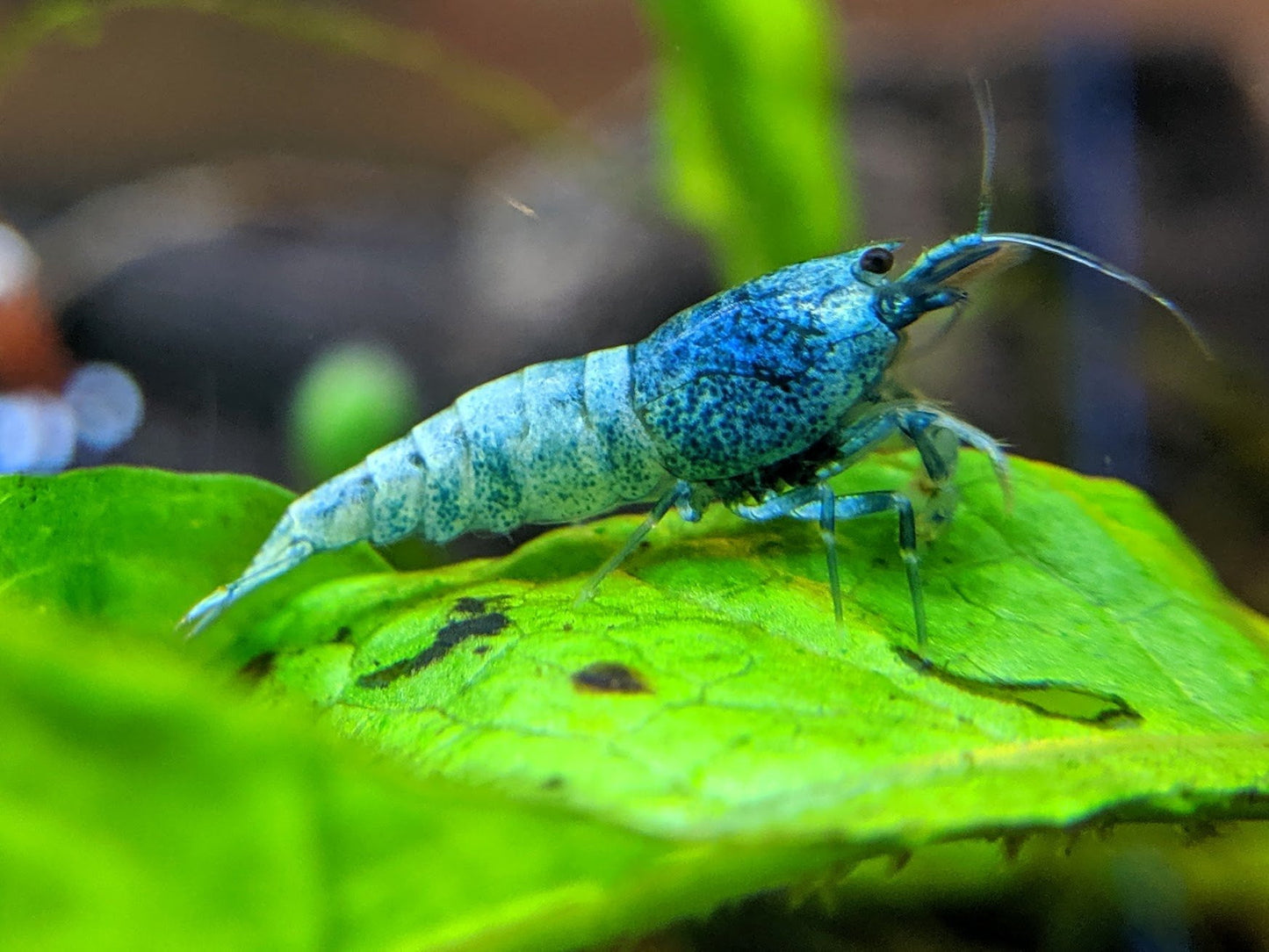 Blue Bolt Shrimp - shrimpy-business