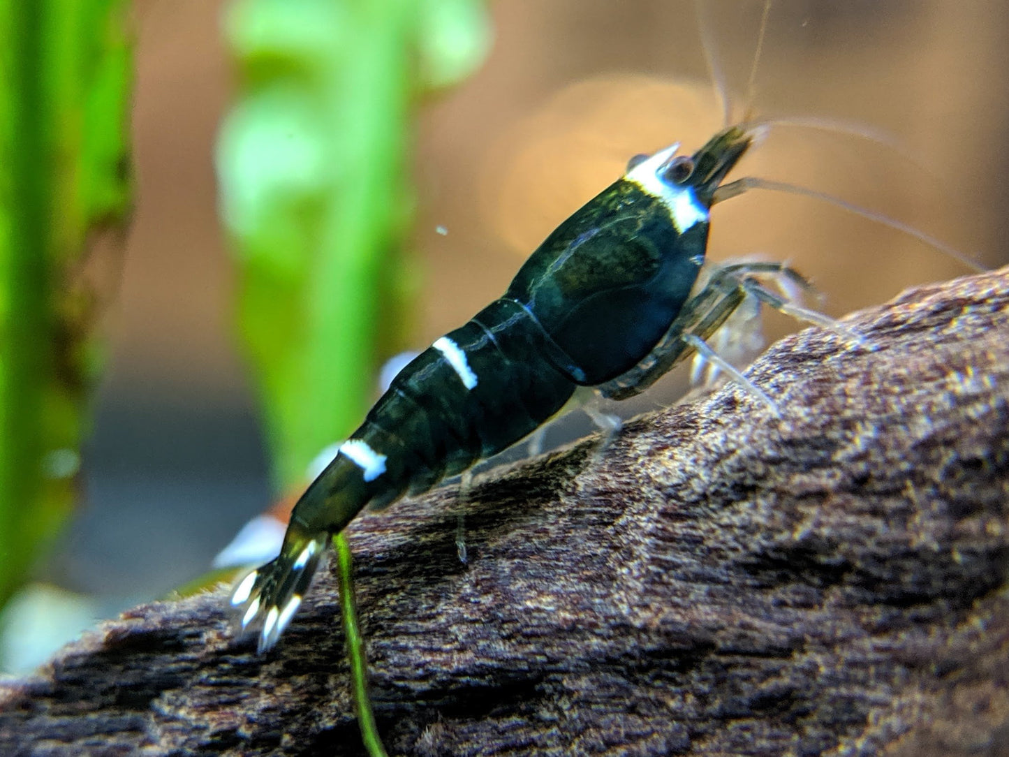 Black King Kong / Panda Shrimp Mix - shrimpy-business