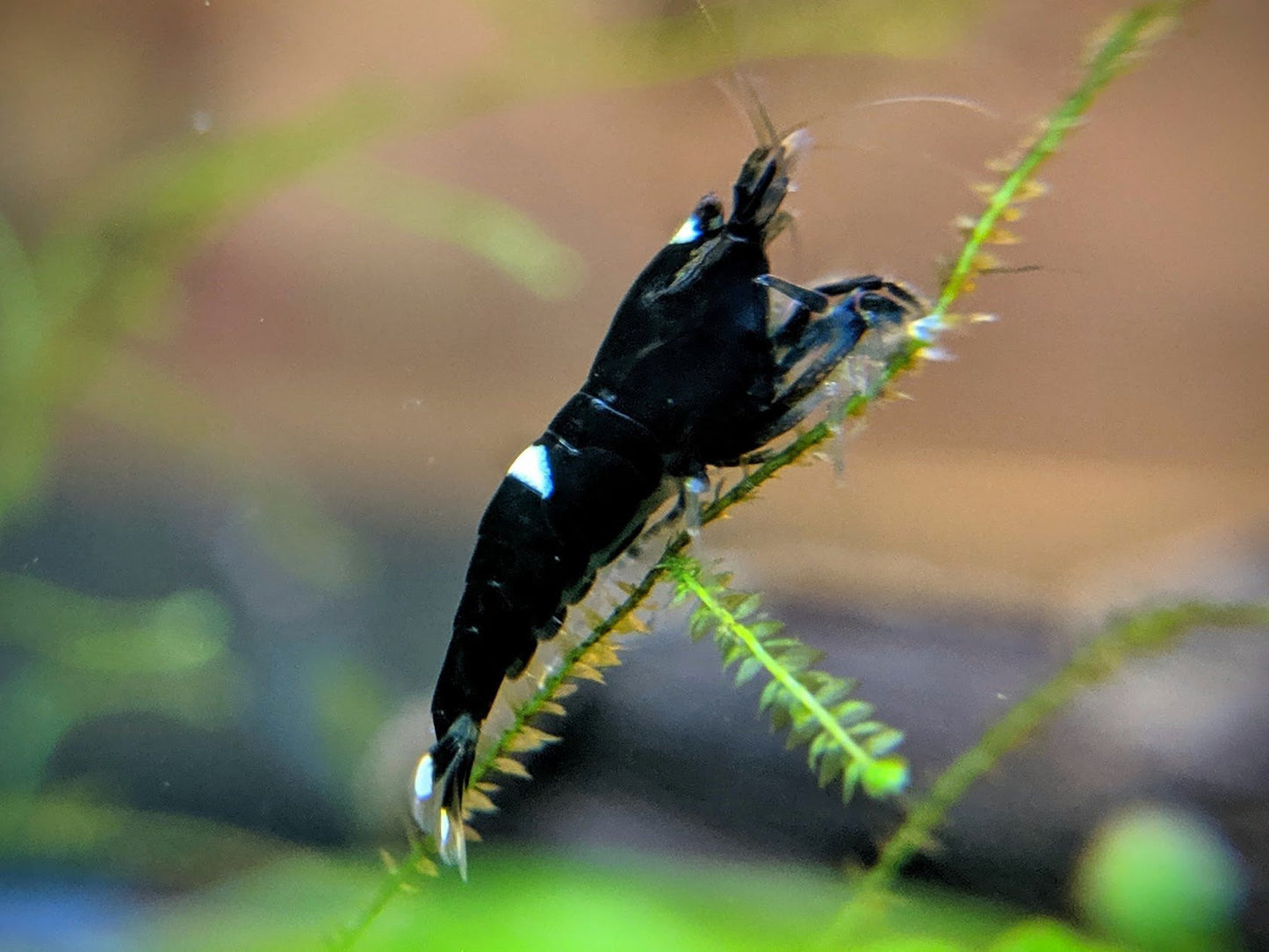 Black King Kong / Panda Shrimp Mix - shrimpy-business