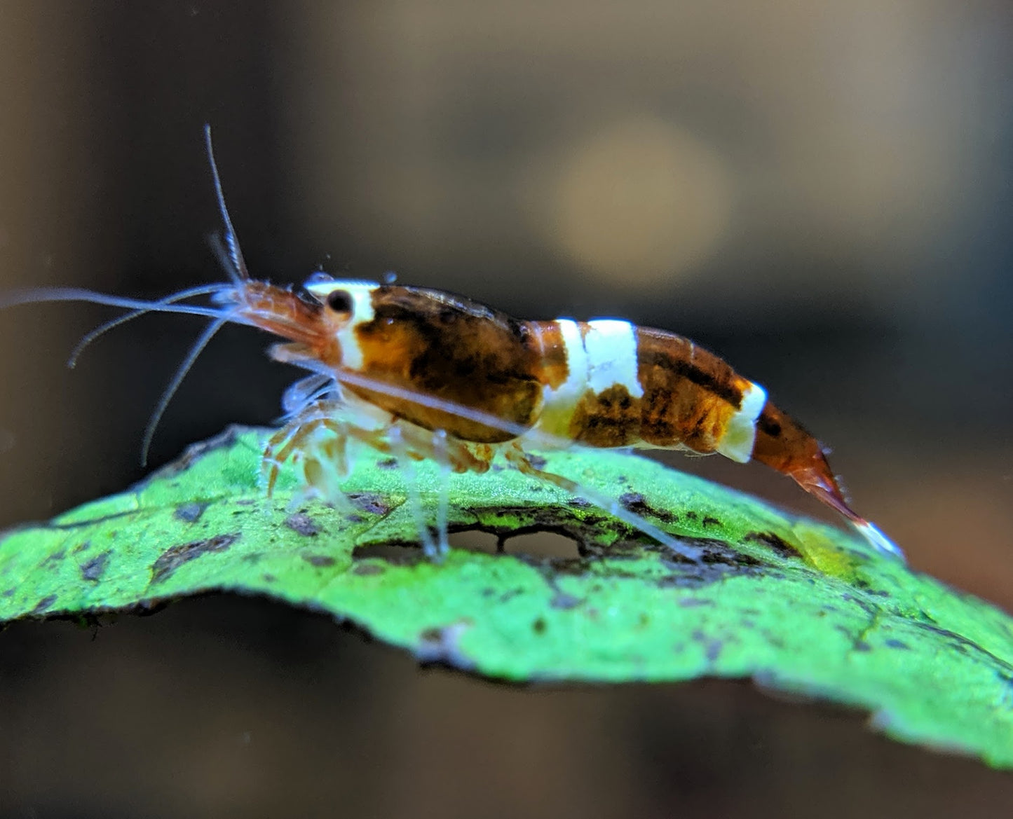 Red King Kong / Panda Shrimp - shrimpy-business