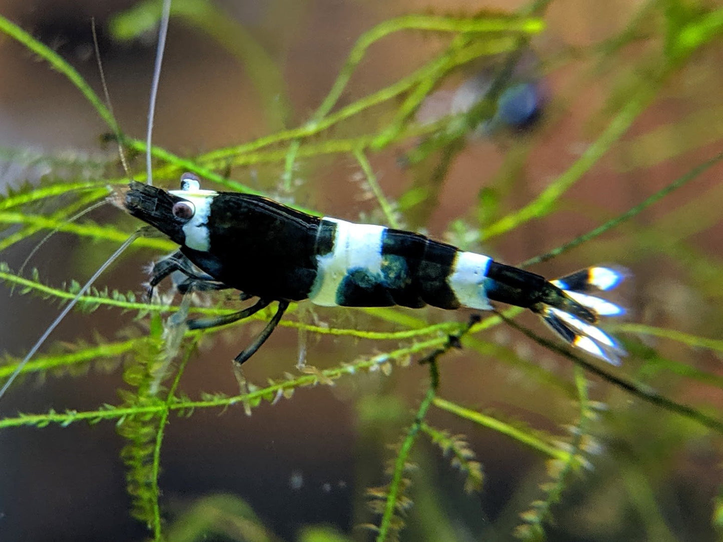 Black King Kong / Panda Shrimp Mix - shrimpy-business