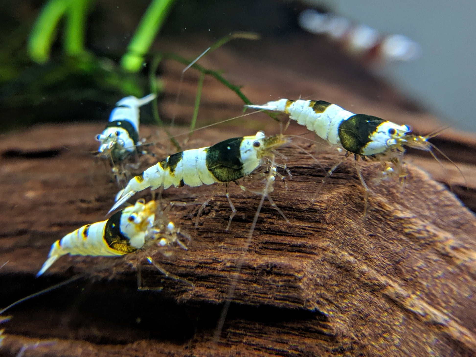 Crystal Shrimp Golden Bee Trio Pack (12 Shrimps) - shrimpy-business