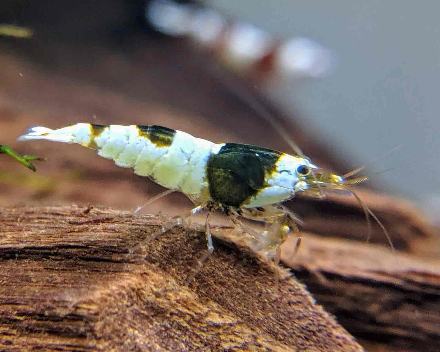 Crystal black shrimp.