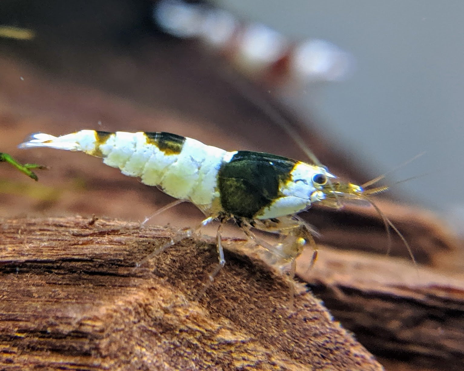Crystal Shrimp Golden Bee Trio Pack (12 Shrimps) - shrimpy-business