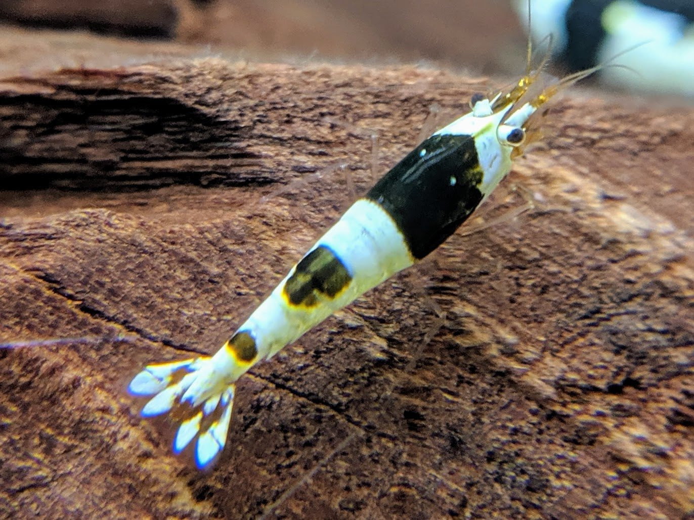 Crystal Shrimp Golden Bee Trio Pack (12 Shrimps) - shrimpy-business