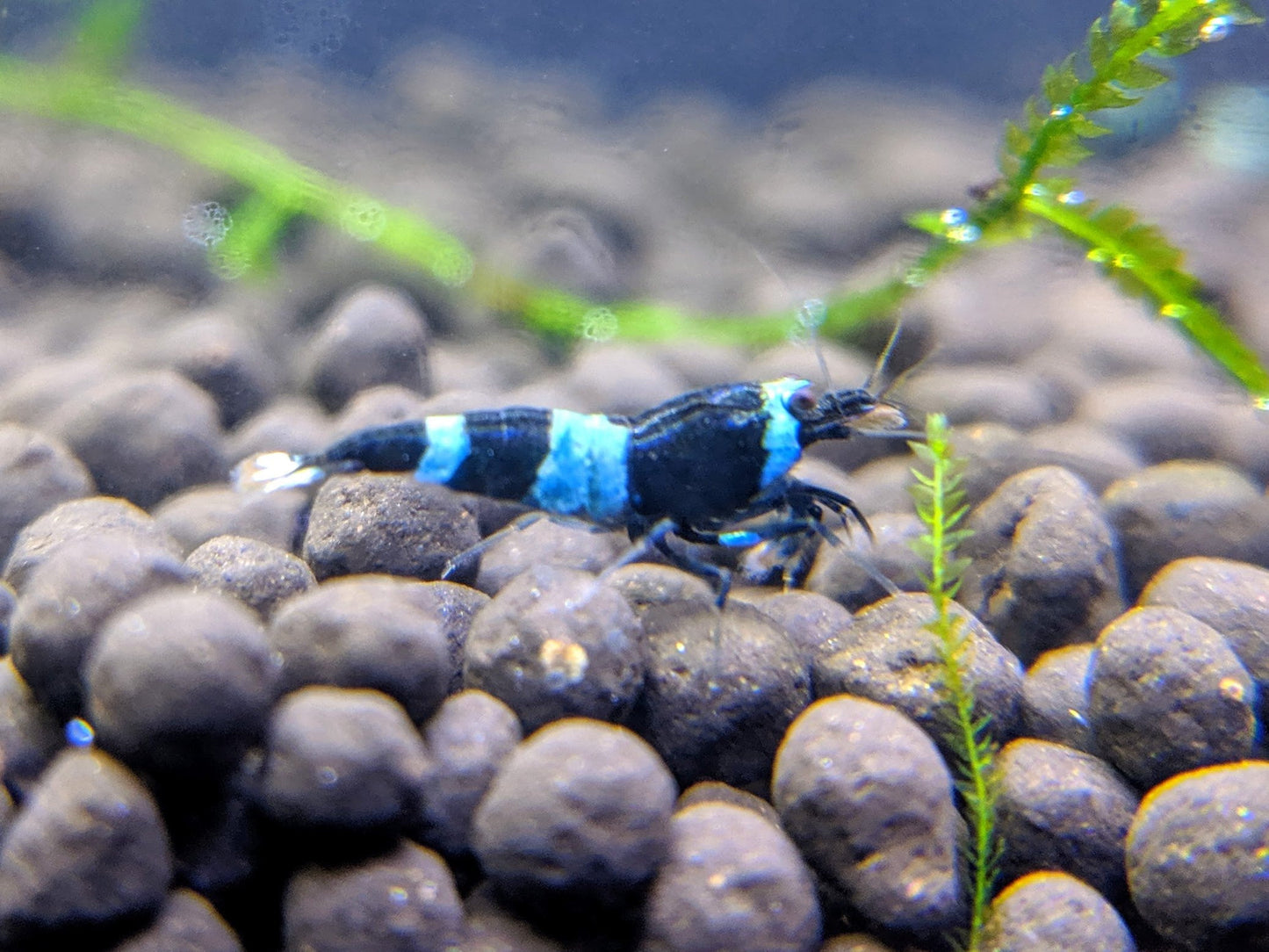 Shadow panda shrimp for sale.
