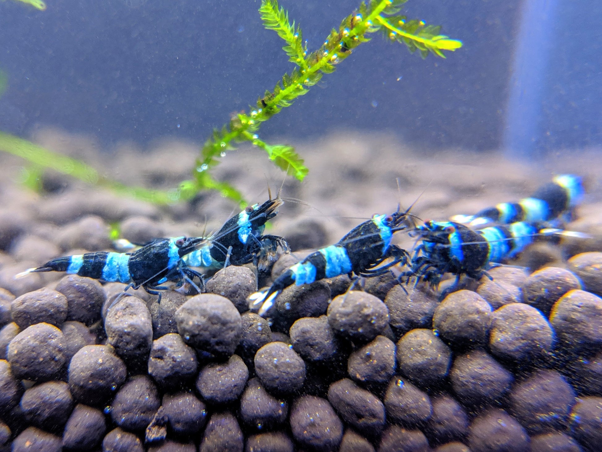 Shadow panda shrimp sales.