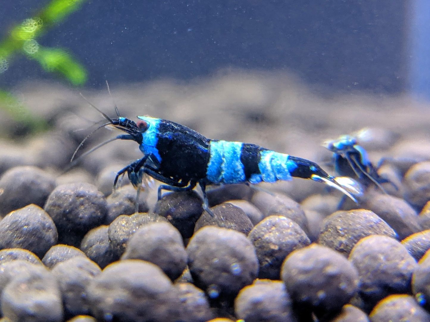 Buy shadow panda shrimp.