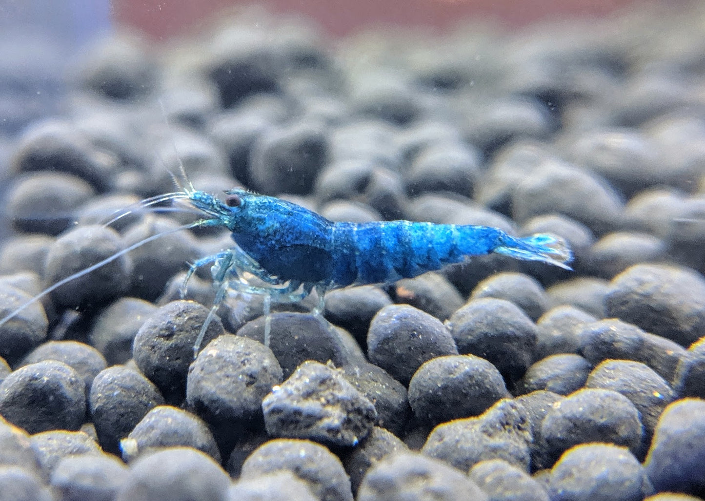 Extreme Blue Bolts - shrimpy-business