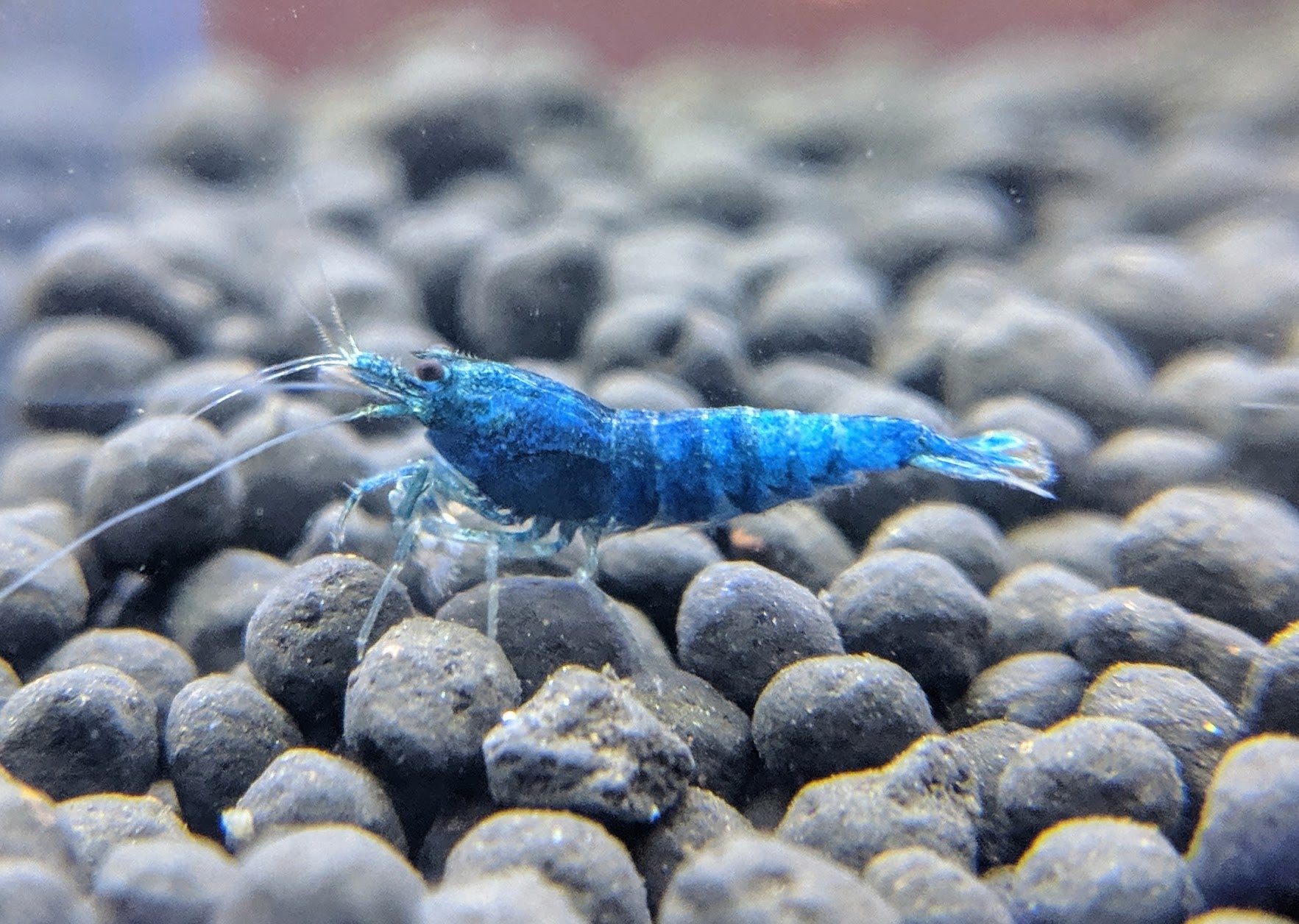 Extreme Blue Bolts - shrimpy-business