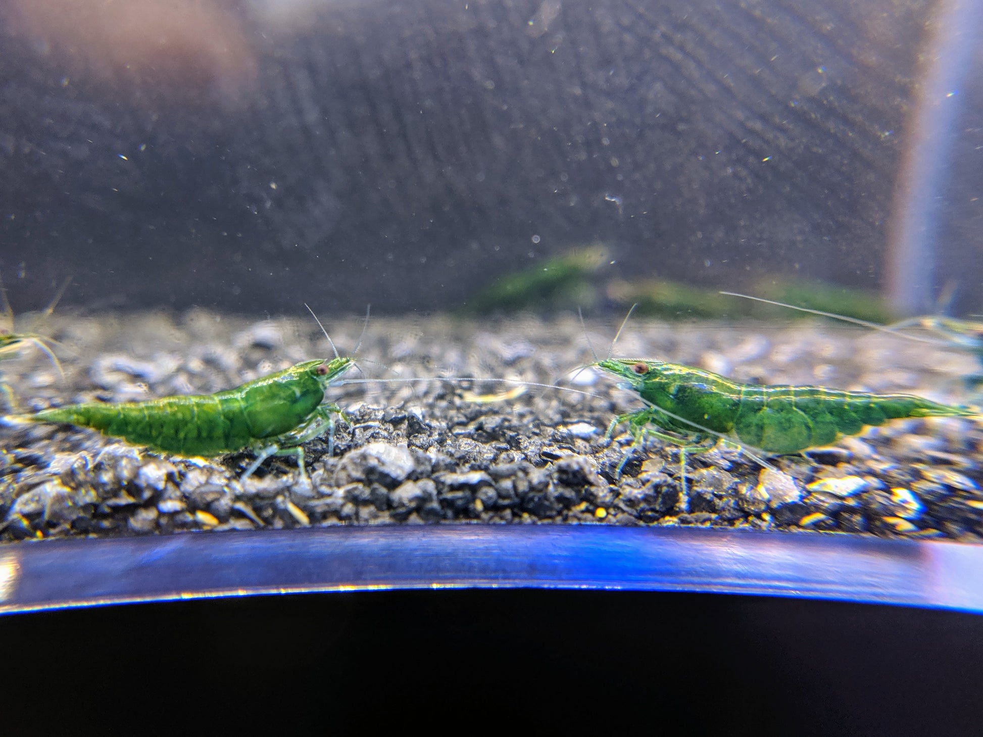 Green jade shrimp for sale.