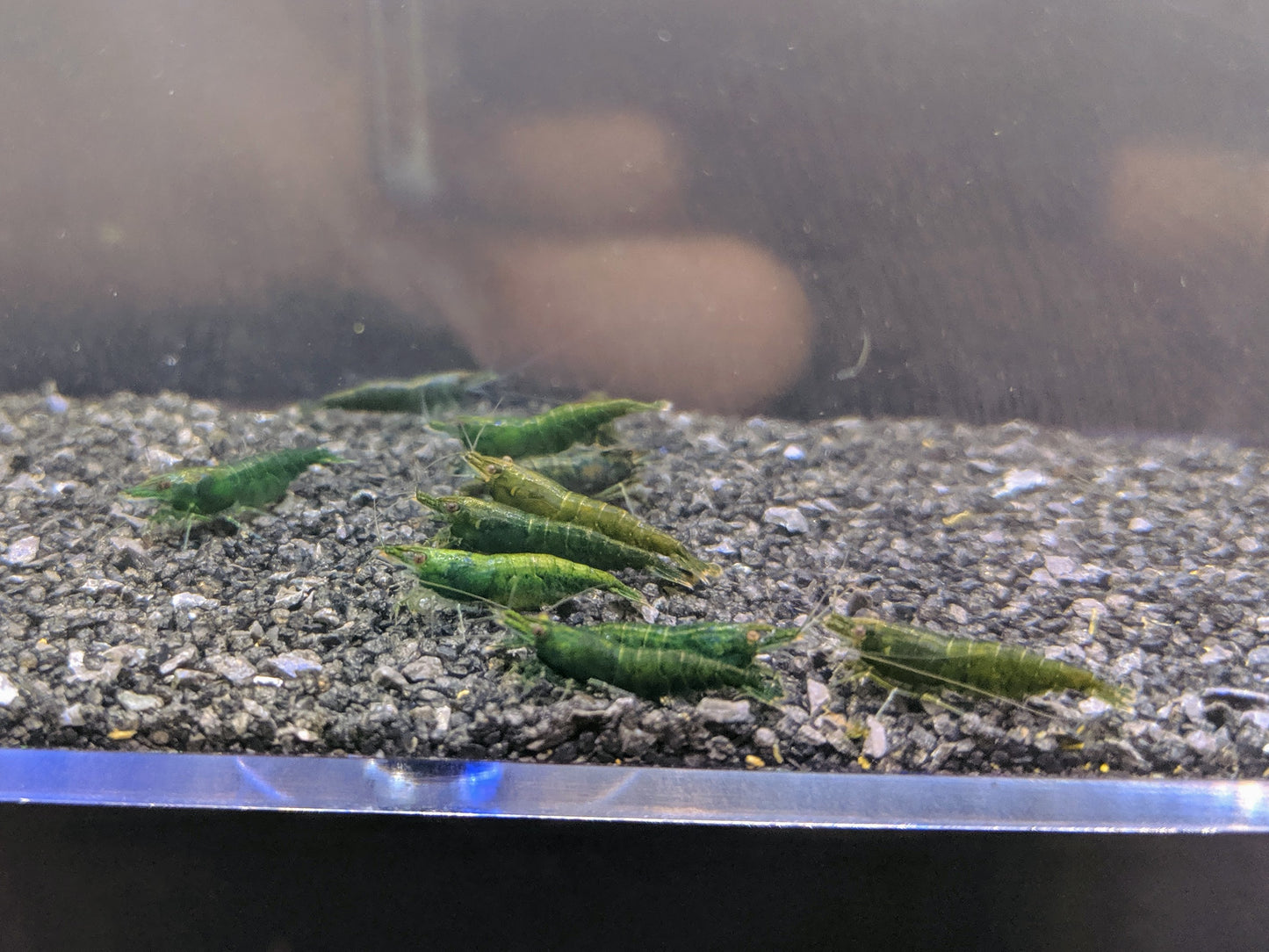 Green jade neocaridina shrimp.